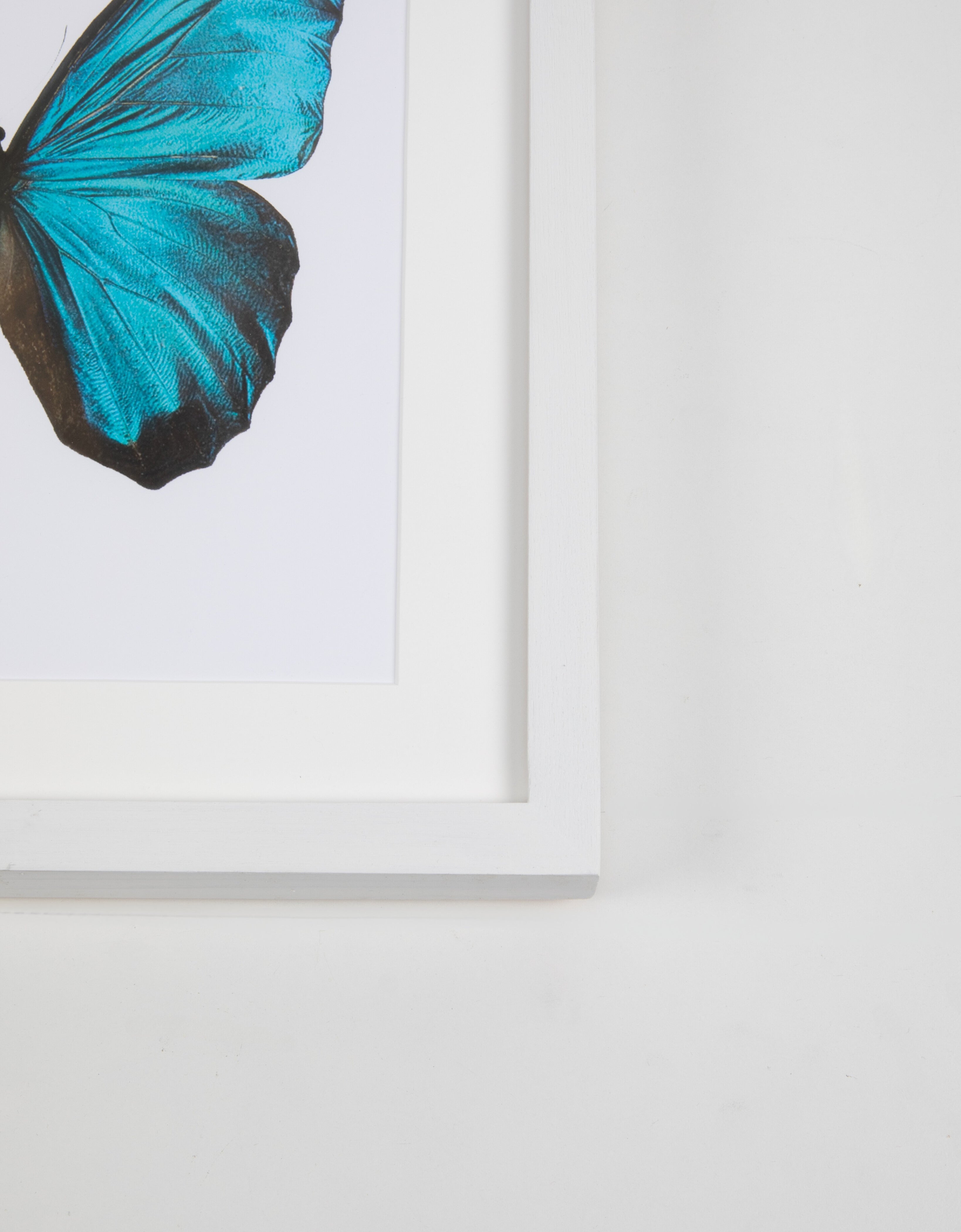 Big Blue Butterfly Watercolor Art with White Frame