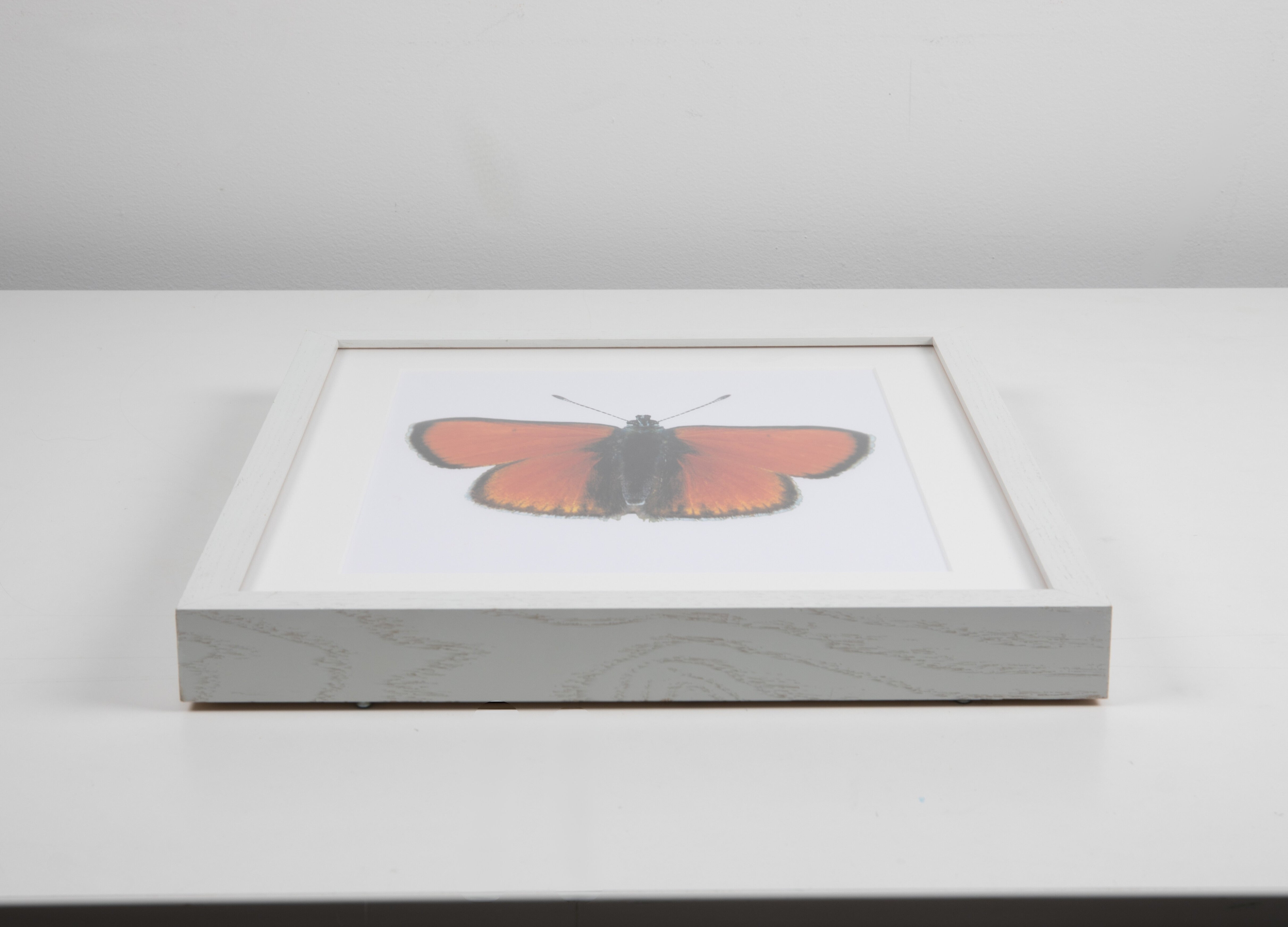 Orange Butterfly Watercolor Art with White Frame