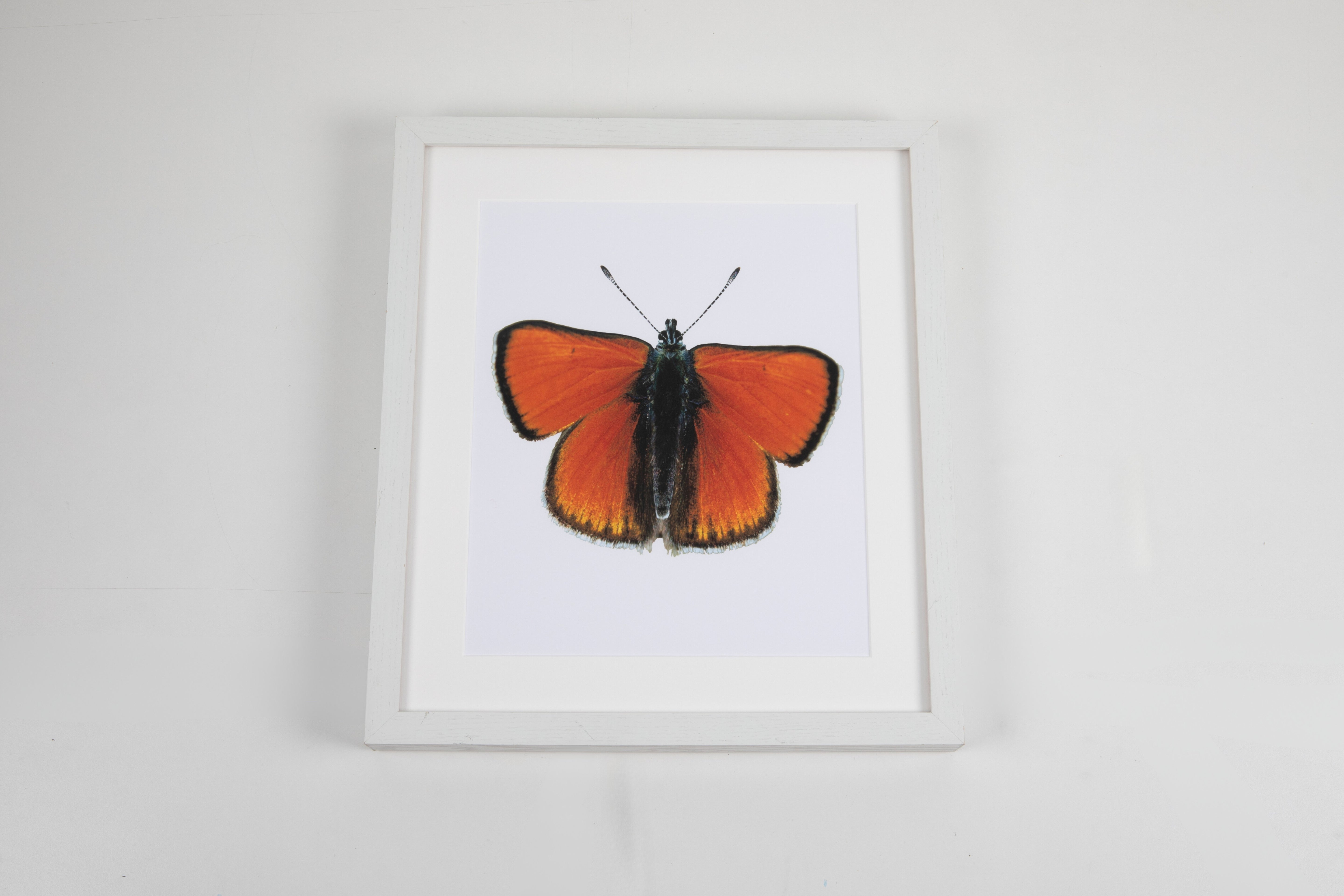 Orange Butterfly Watercolor Art with White Frame