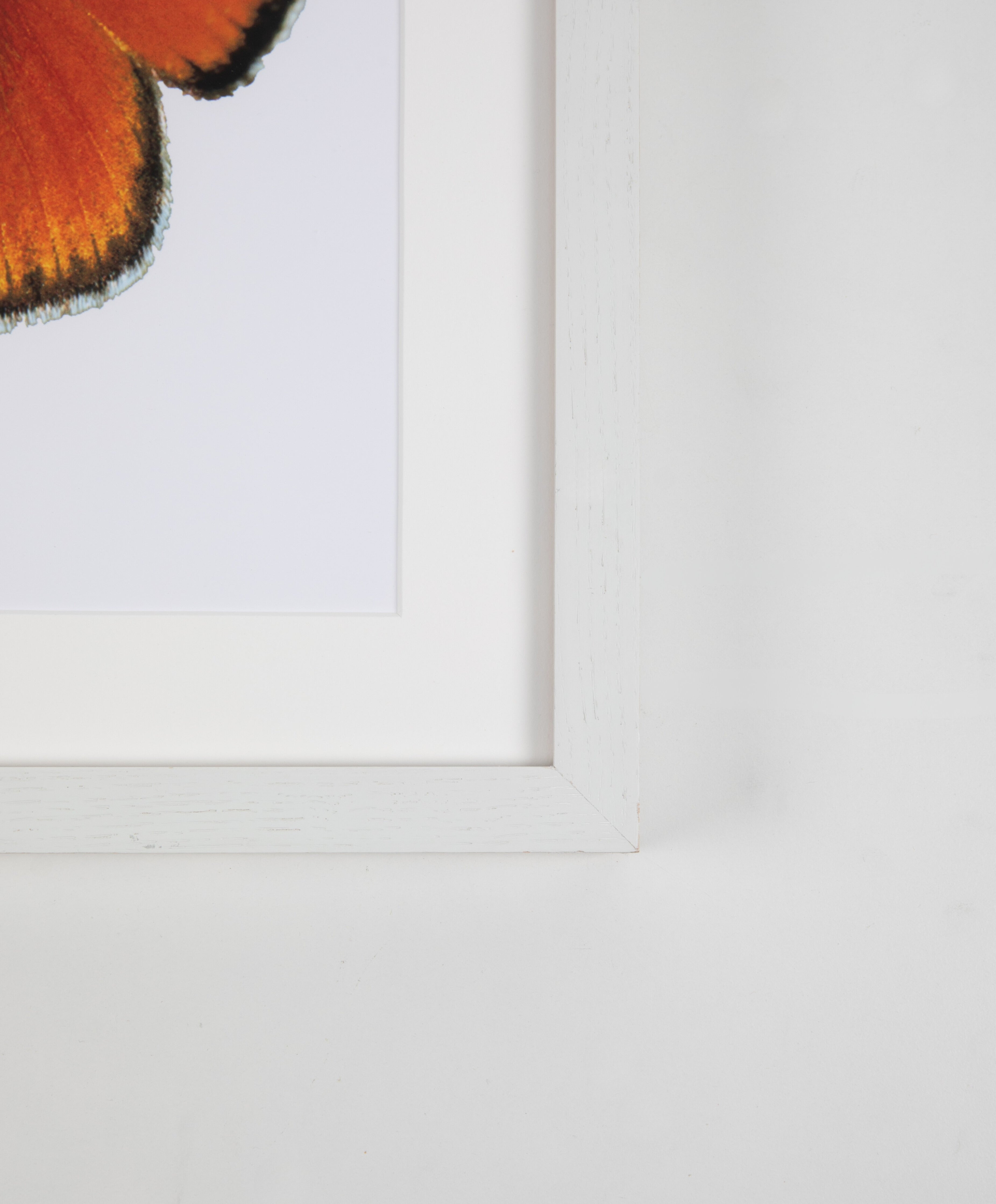 Orange Butterfly Watercolor Art with White Frame