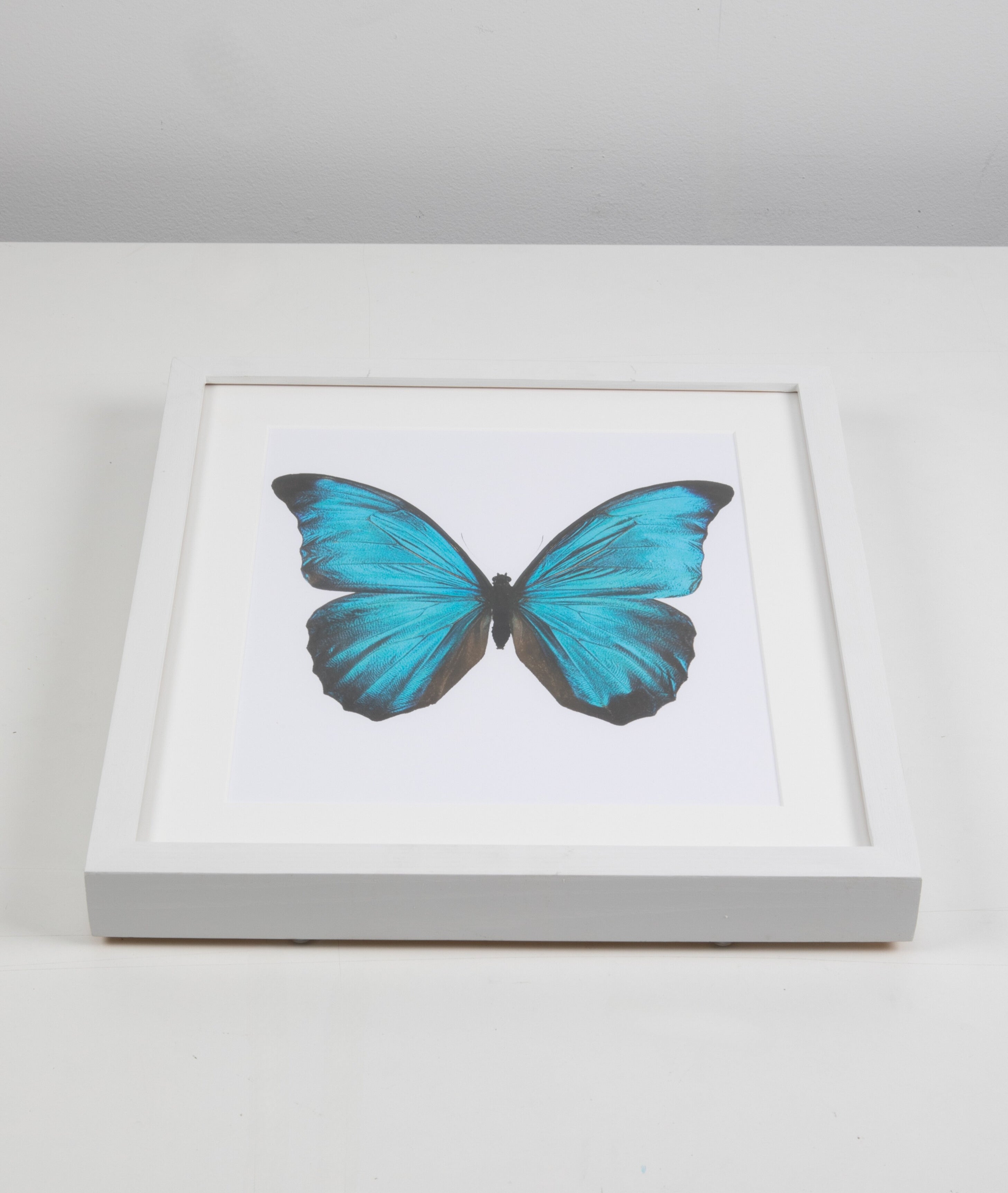 Big Blue Butterfly Watercolor Art with White Frame