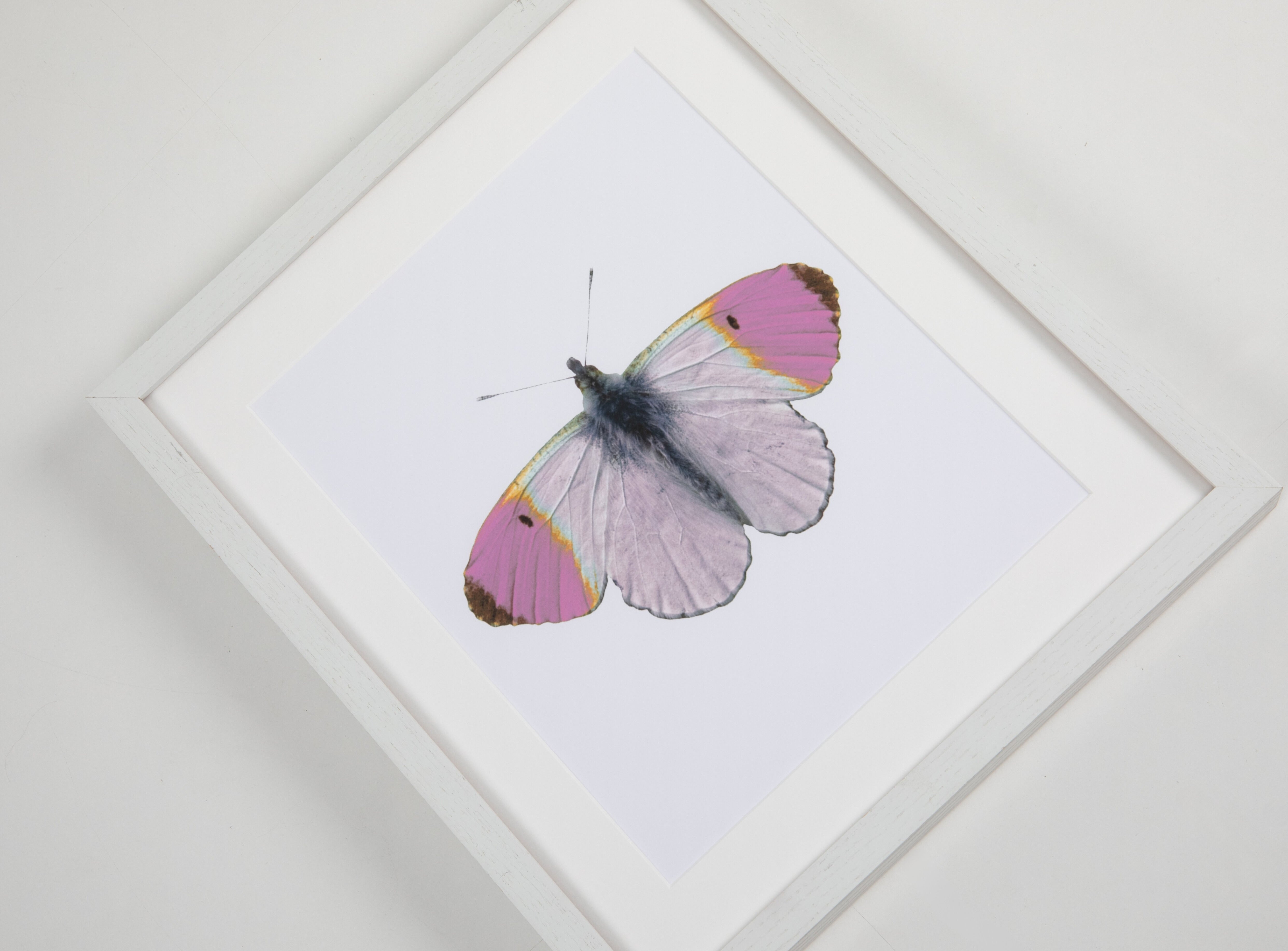 Violet Butterfly Watercolor Art with White Frame