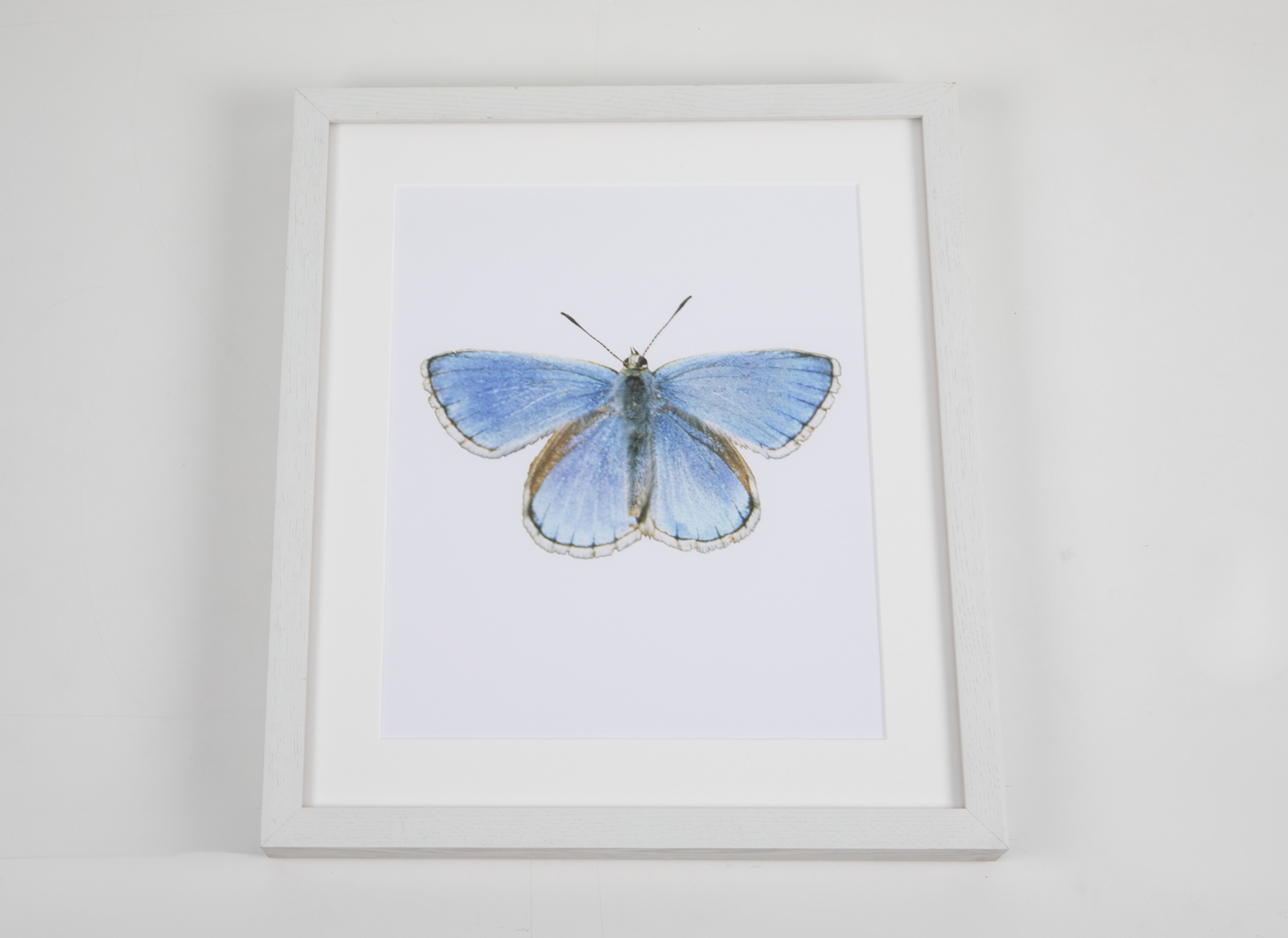 Small Blue Butterfly Watercolor Art with White Frame