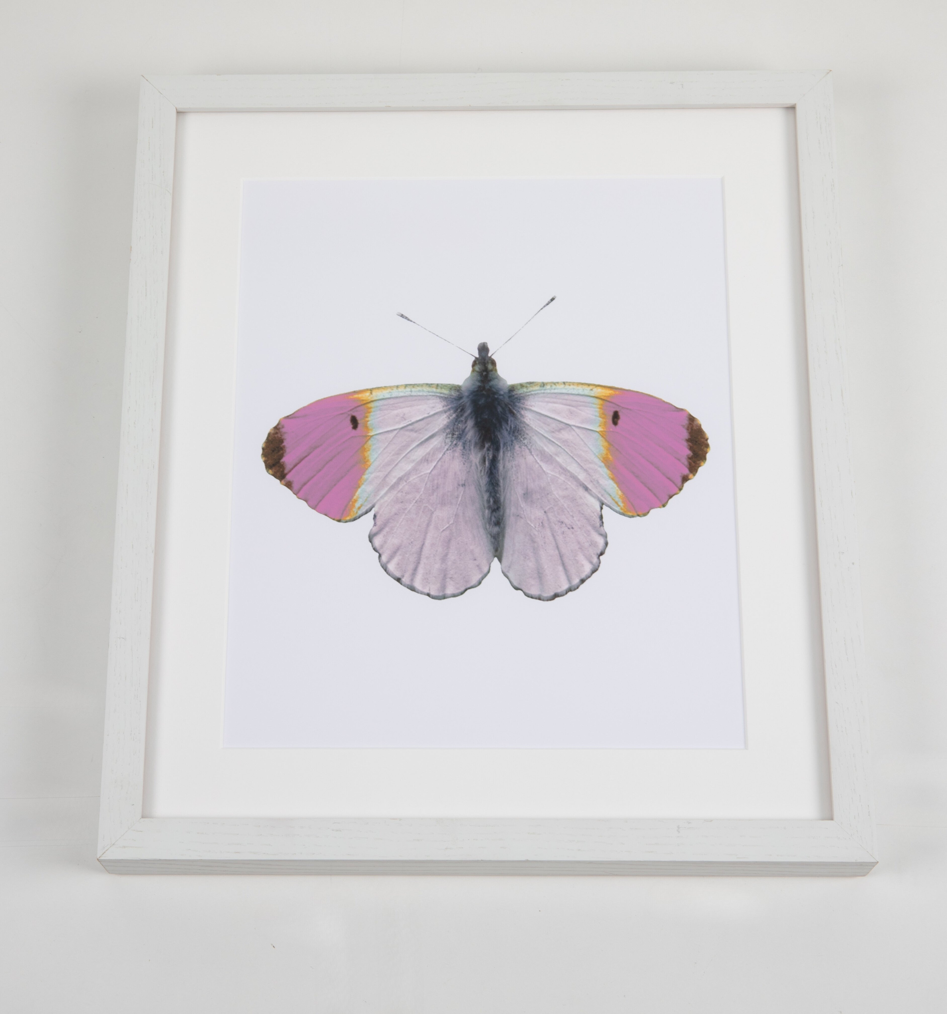 Violet Butterfly Watercolor Art with White Frame