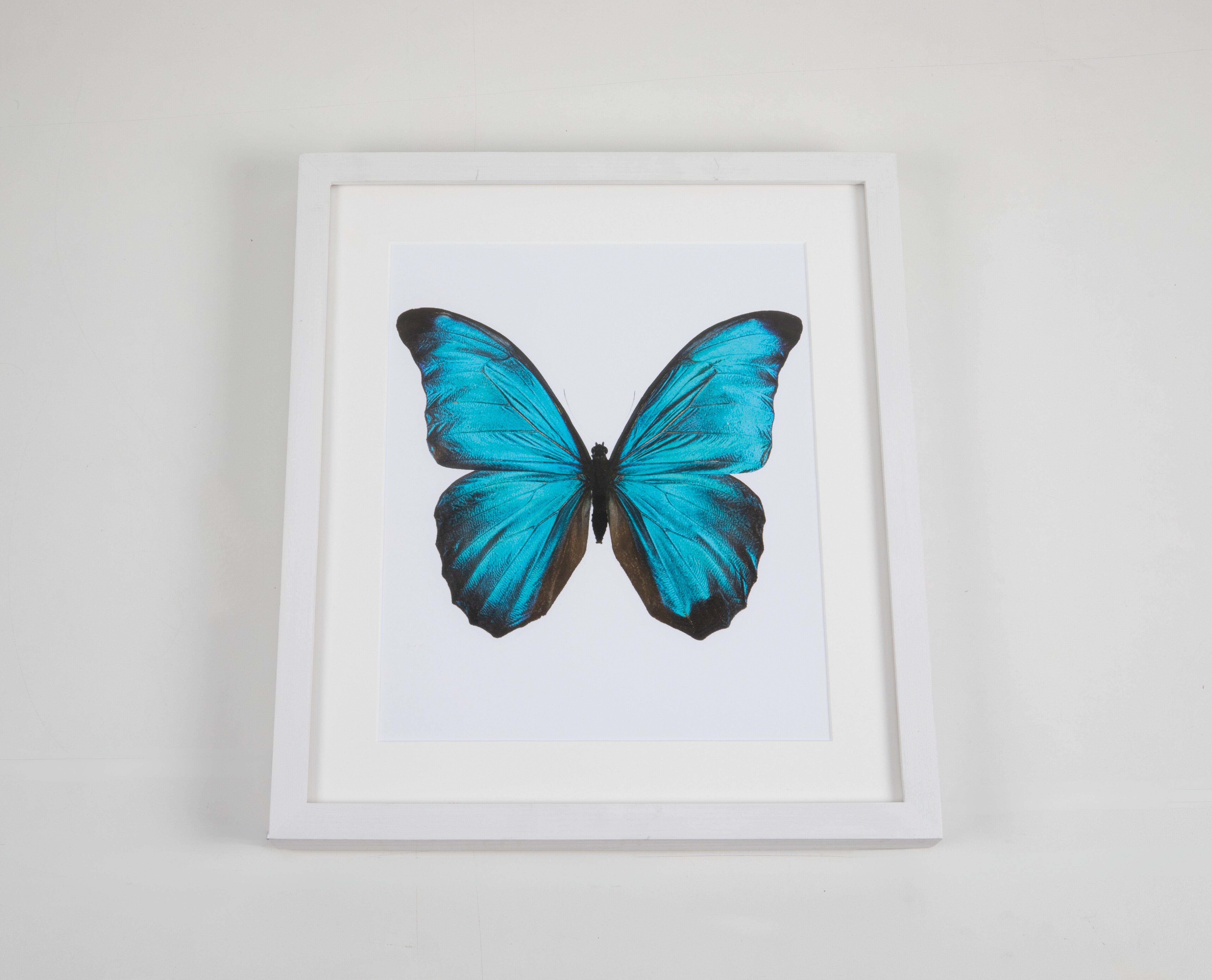 Big Blue Butterfly Watercolor Art with White Frame