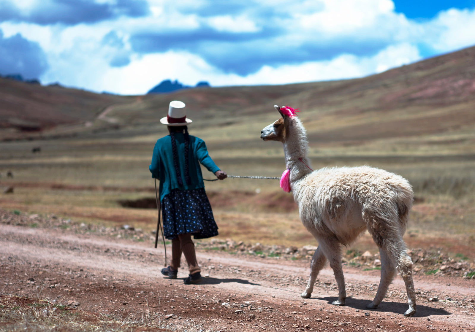 woman in dark teal walking a llama through the mountains that is wearing pink accents on it's ears and neck photo by gigi stoll