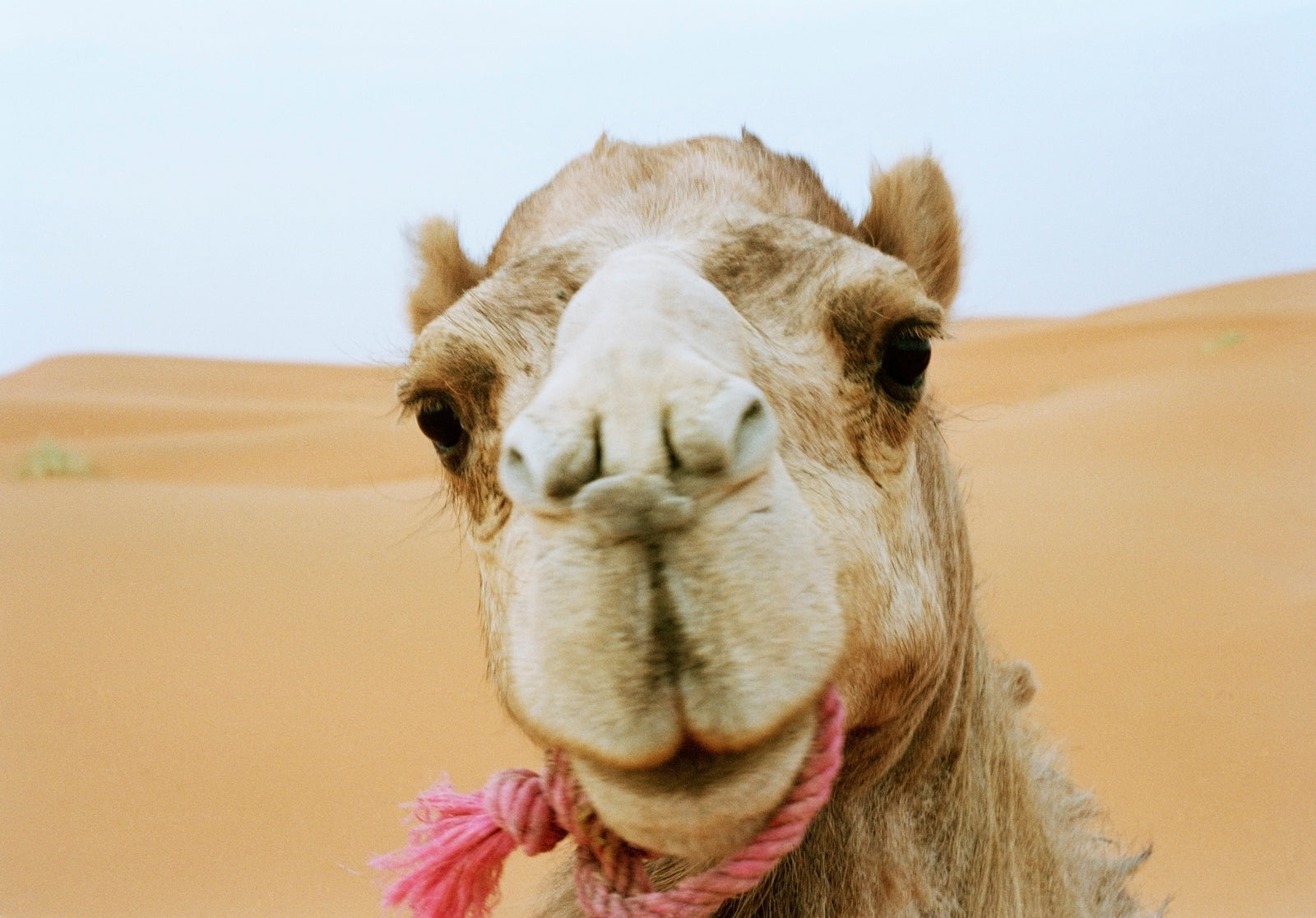 a close up picture of a camels face in the desert