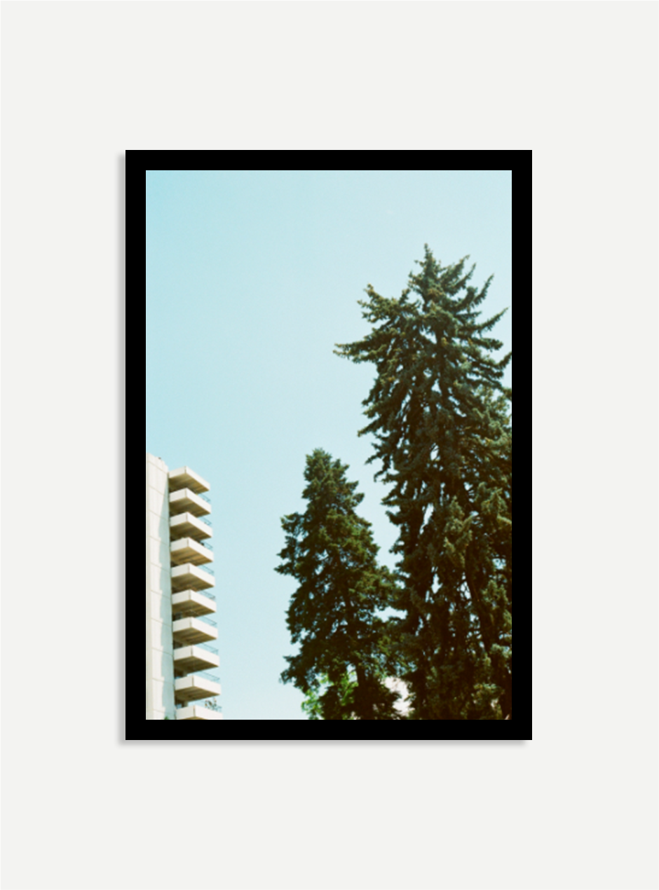 photograph of tall trees next to a building in black frame
