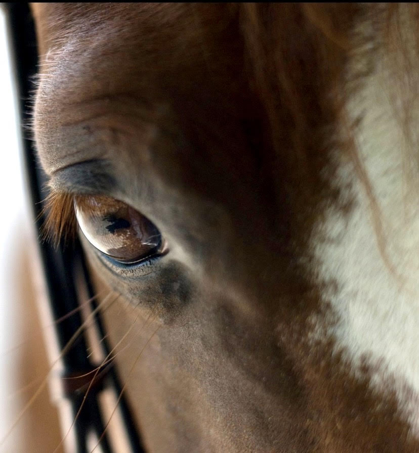 close up of horses eye photograph