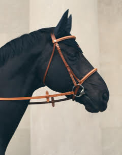 horse in reins photograph