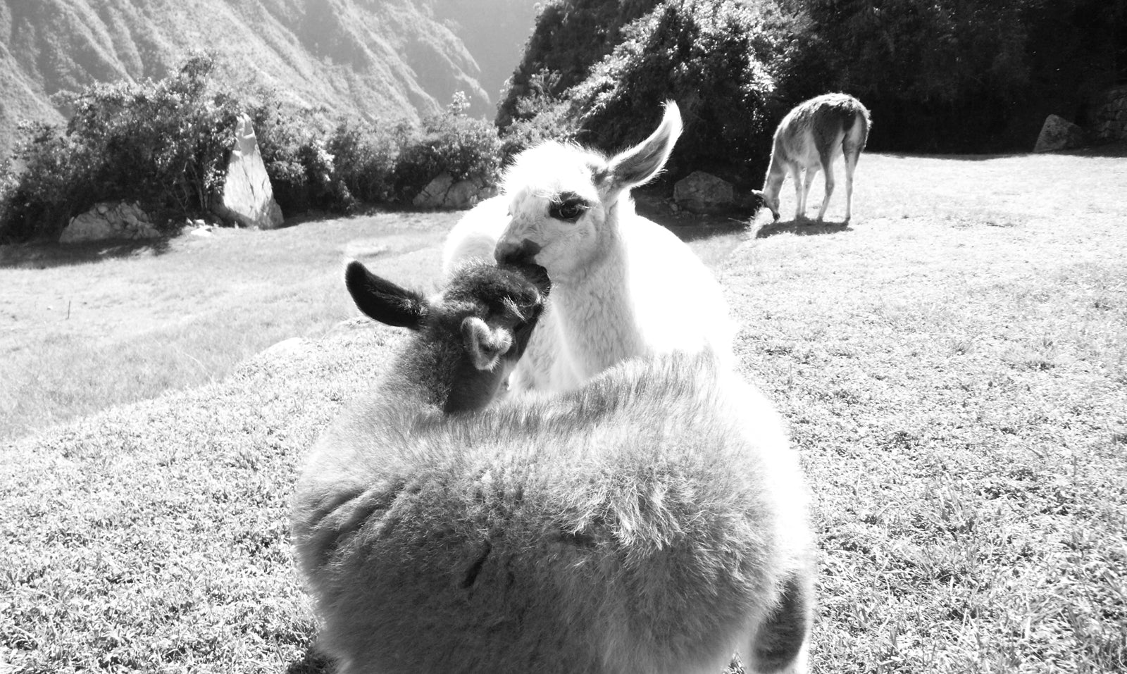 photograph in black and white of two llamas kissing 