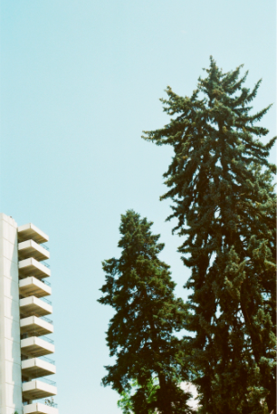 photograph of tall trees next to a building 