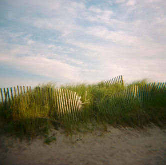grassy fence at the beach