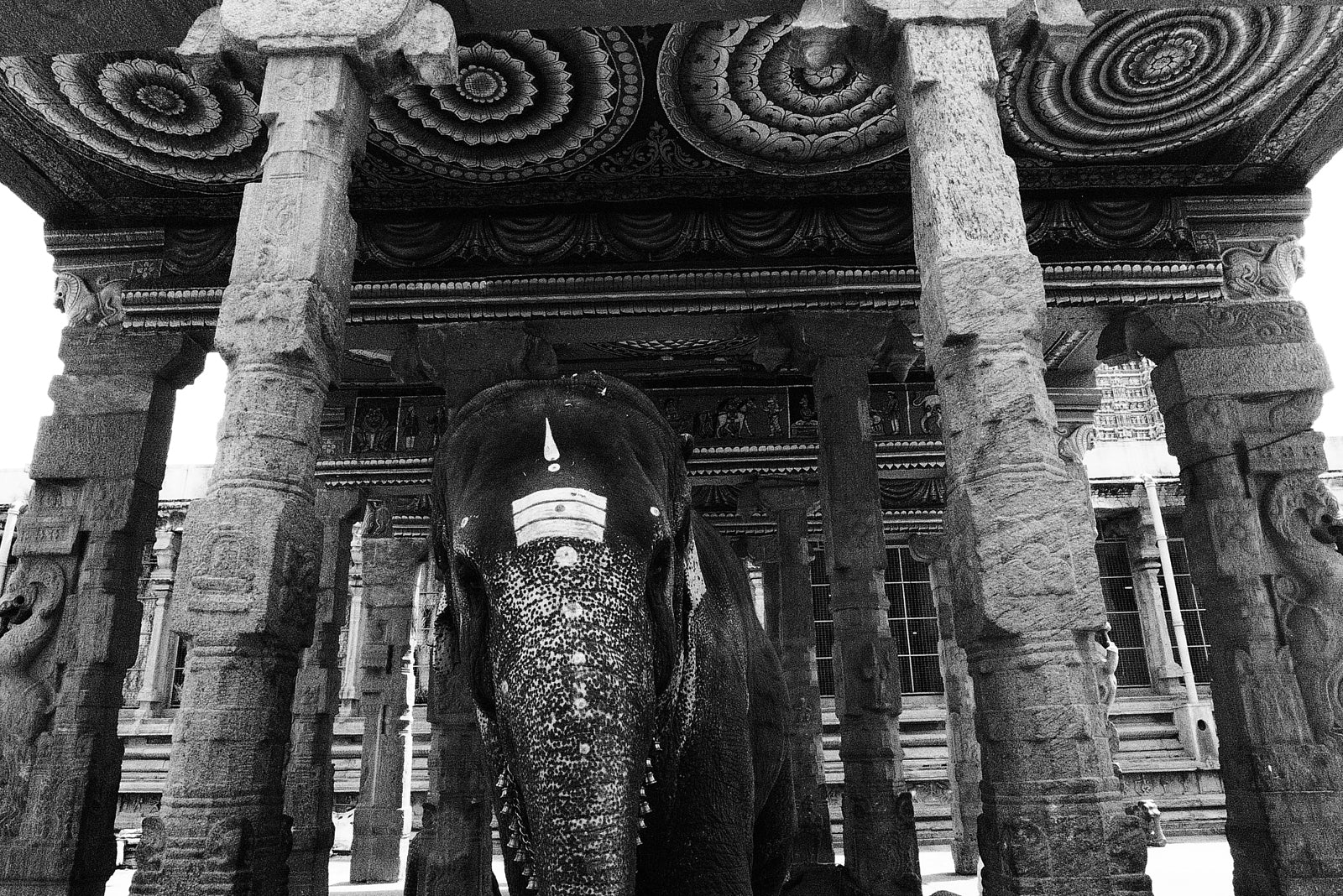 elephant in temple photograph